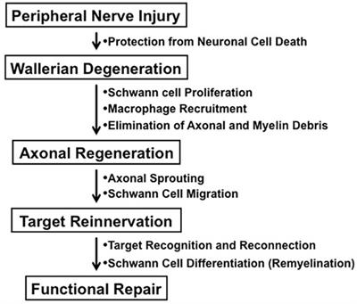 diabetes / axonal